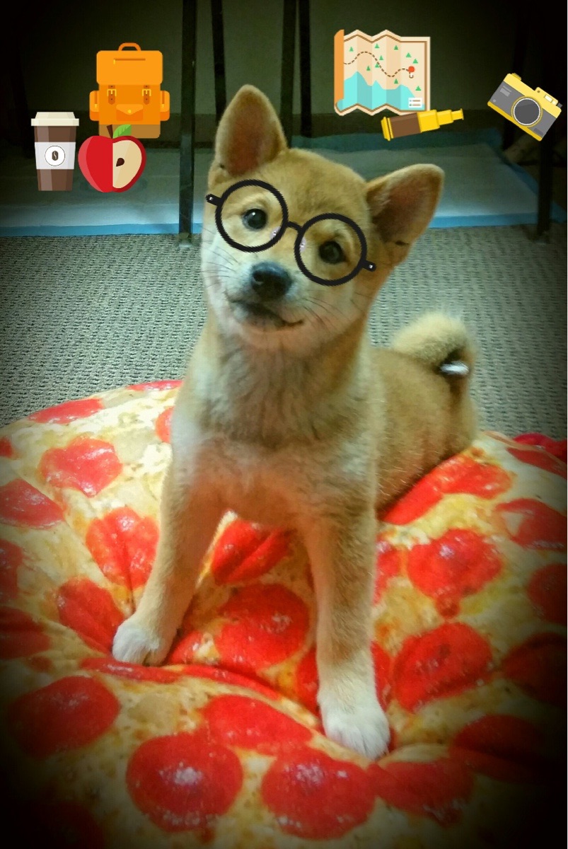 当约基奇成为教科书，雷霆对阵北京队一役中的大师级表演